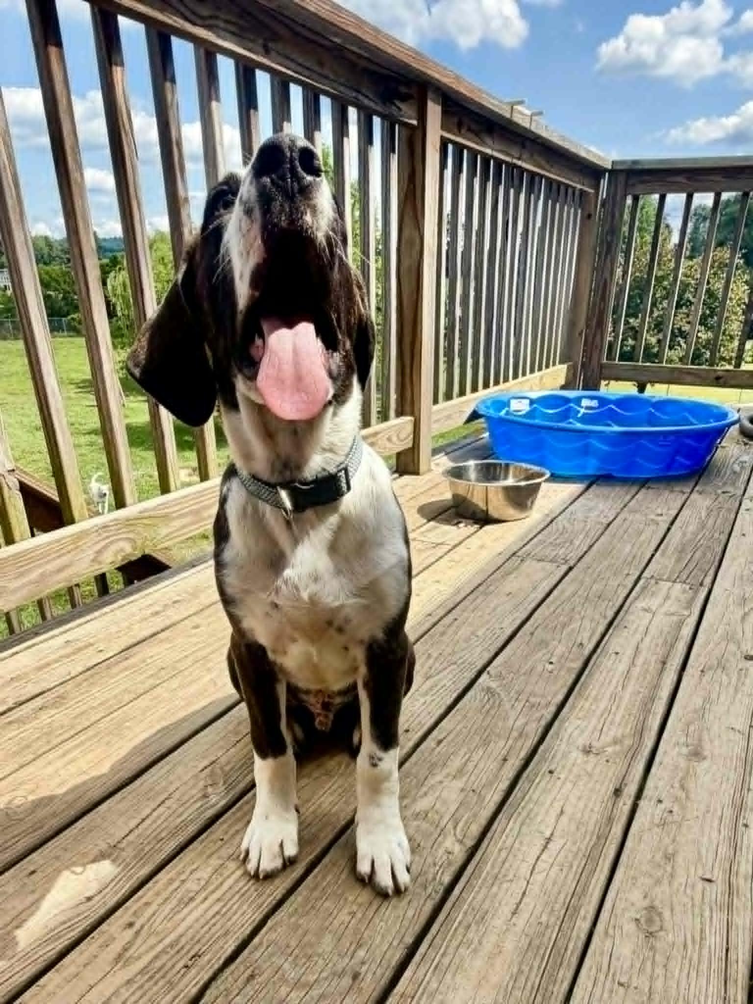 Axel, an adopted mixed breed in Hilham, TN image 5/6