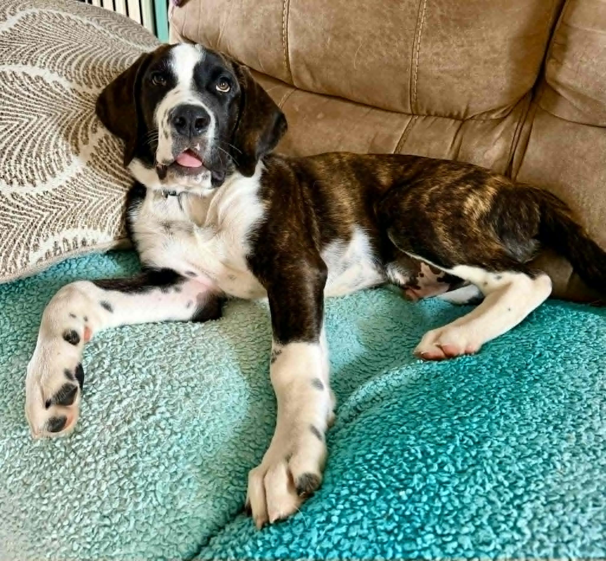Axel, an adopted mixed breed in Hilham, TN image 2/6