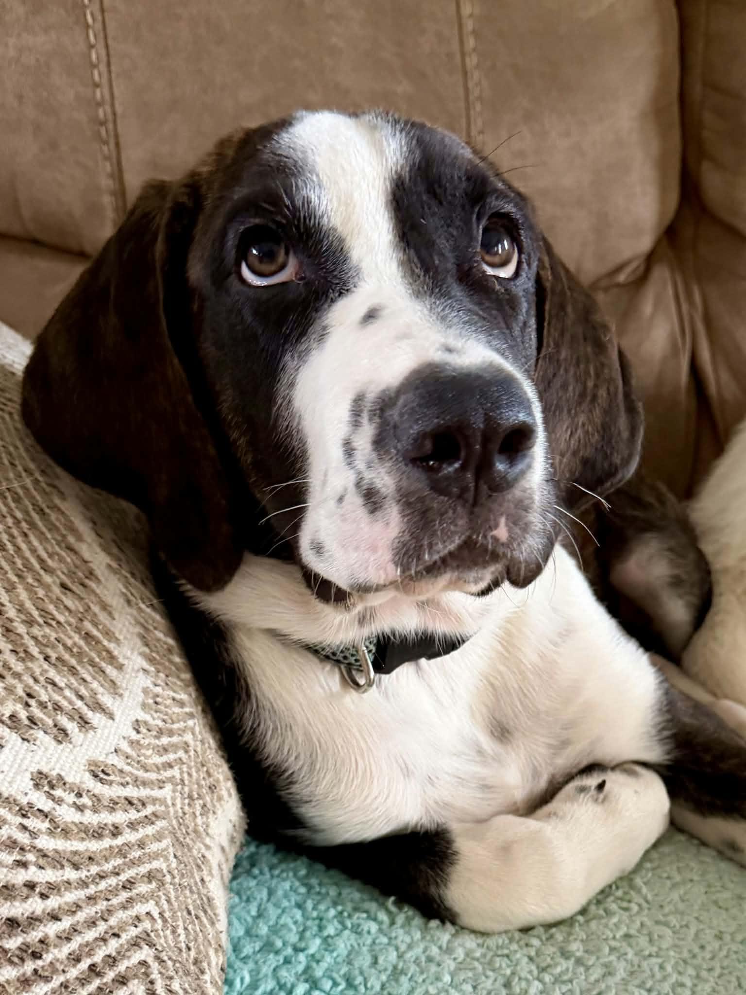 Axel, adopted, Puppy Male Bloodhound.