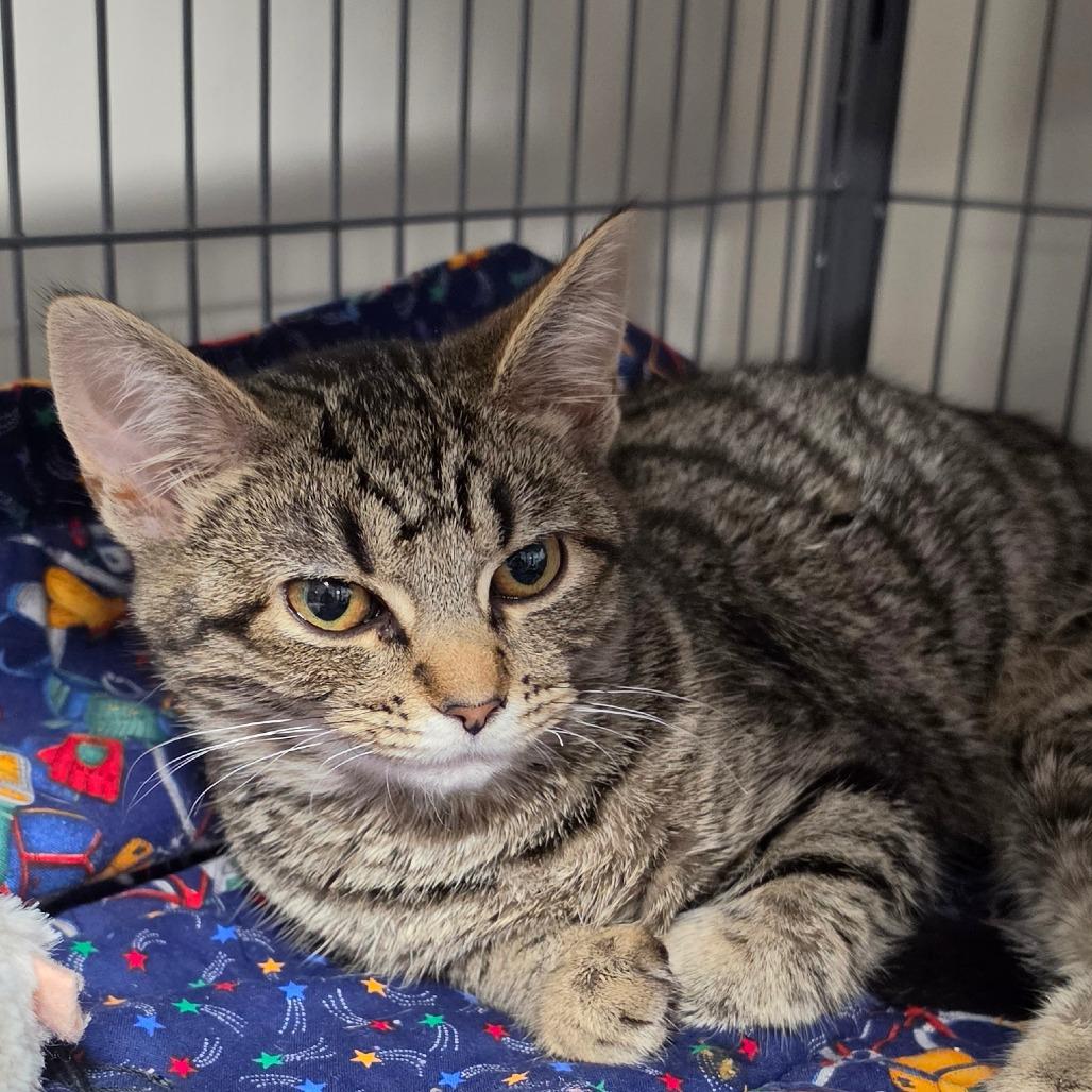 Enlarge Slip and Slide, a Adoptable Domestic Short Hair in Muncie, IN image 1/1
