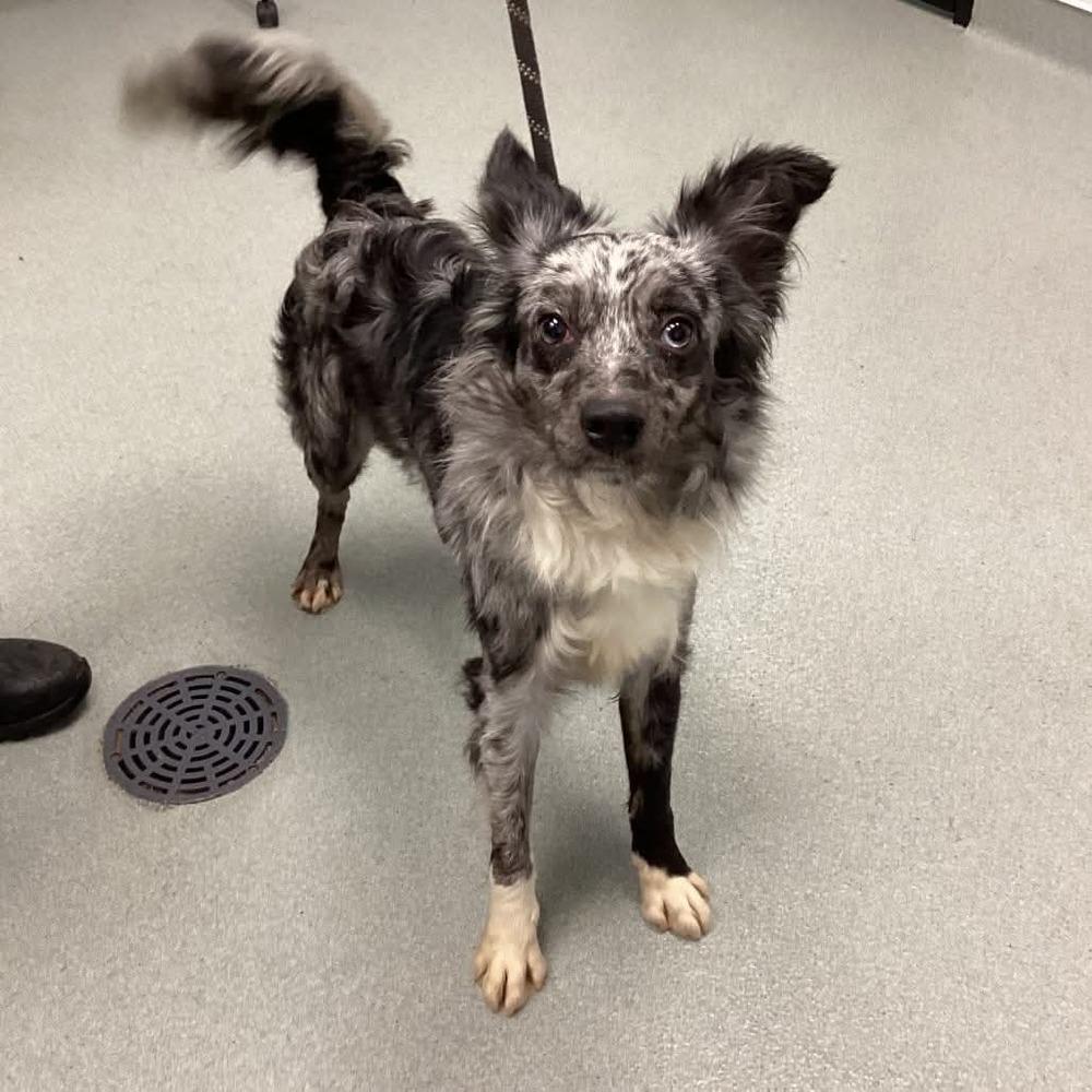 Enlarge Domino #1233, a ADOPTABLE mixed breed in Allen, TX image 2/6