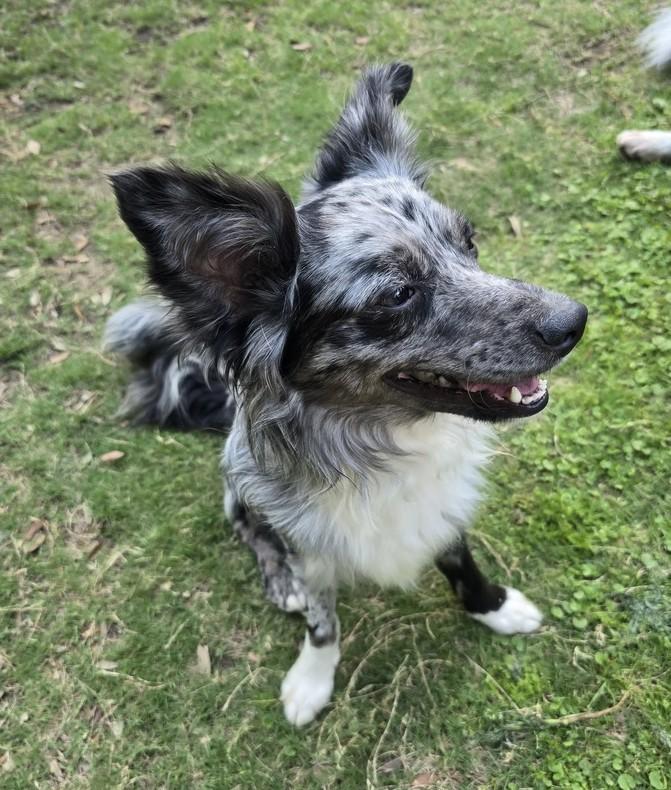Enlarge Domino #1233, a ADOPTABLE mixed breed in Allen, TX image 6/6