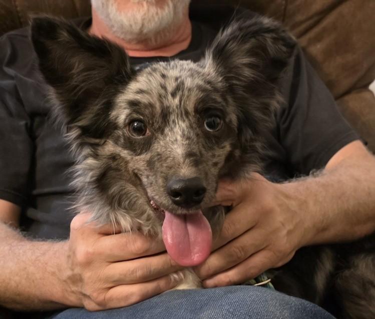 Enlarge Domino #1233, a ADOPTABLE mixed breed in Allen, TX image 3/6