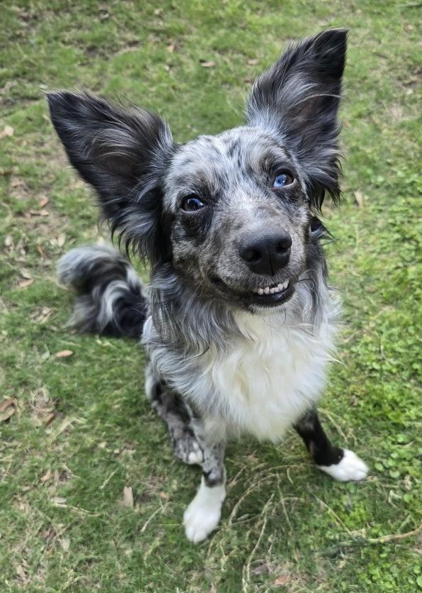 Domino #1233, ADOPTABLE, Young Male Border Collie.