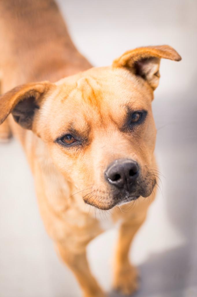 Bart 2, Adoptable, Adult Male Pit Bull Terrier.