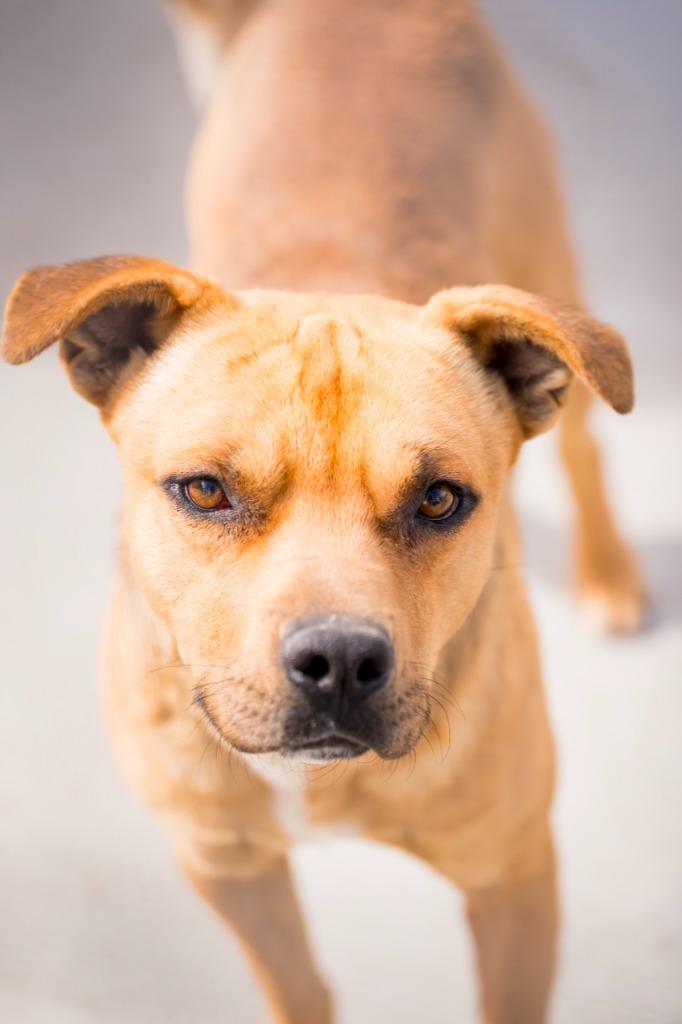 Enlarge Bart 2, a Adoptable Pit Bull Terrier in Fort Lupton, CO image 2/5