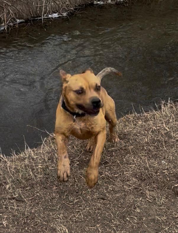 Enlarge Bart 2, a Adoptable Pit Bull Terrier in Fort Lupton, CO image 2/6