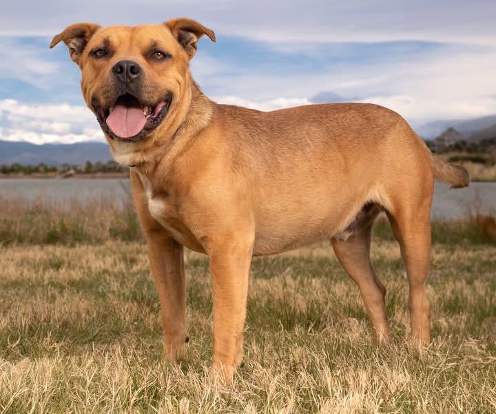 Bart 2, a Adoptable Pit Bull Terrier in Fort Lupton, CO image 3/6