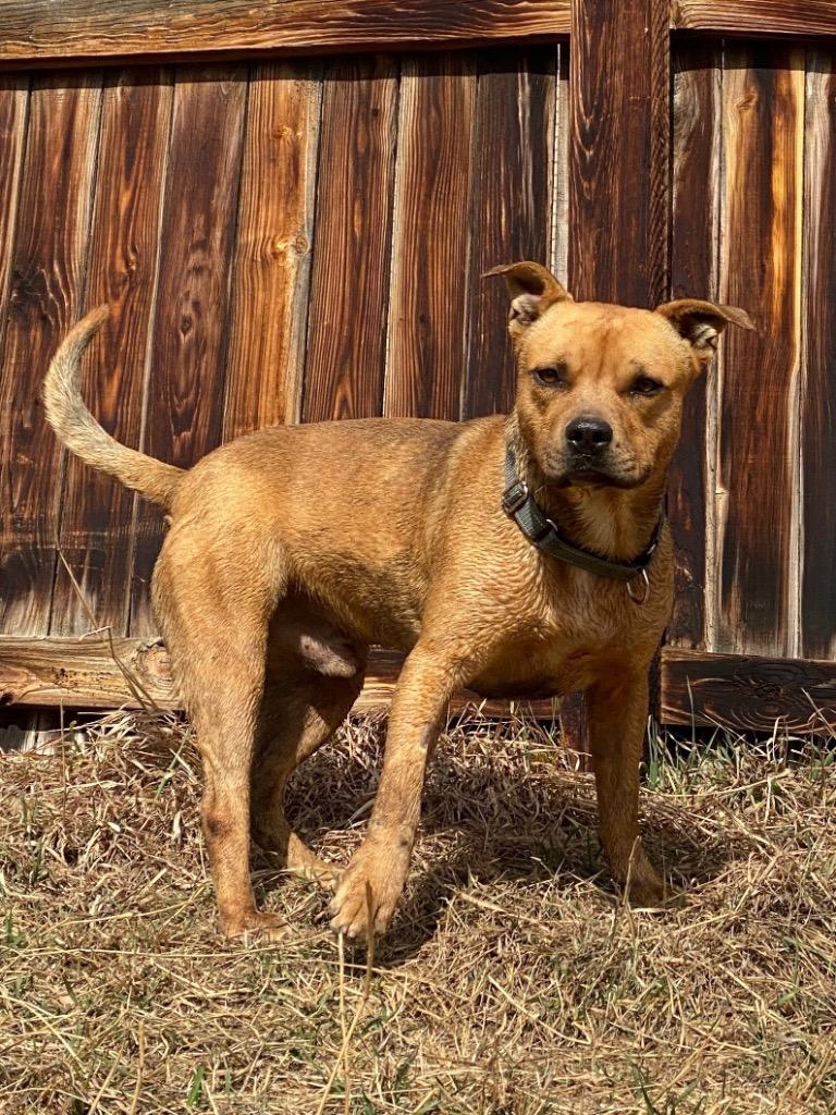 Enlarge Bart 2, a Adoptable Pit Bull Terrier in Fort Lupton, CO image 3/6
