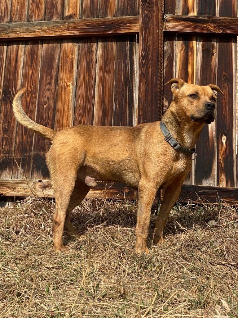 Enlarge Bart 2, a Adoptable Pit Bull Terrier in Fort Lupton, CO image 4/6