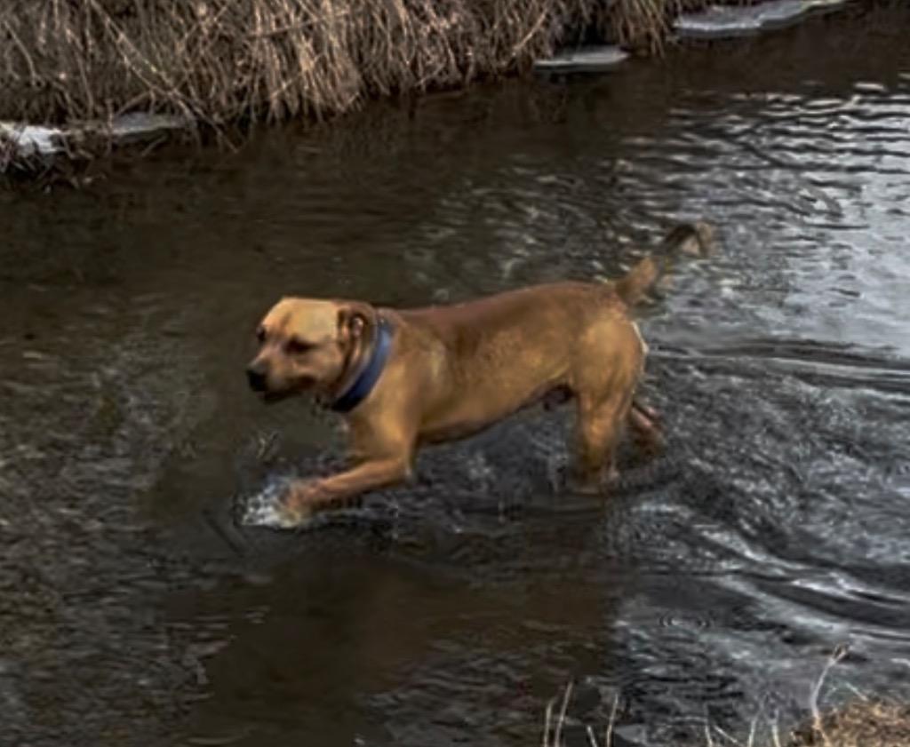 Enlarge Bart 2, a Adoptable Pit Bull Terrier in Fort Lupton, CO image 5/6
