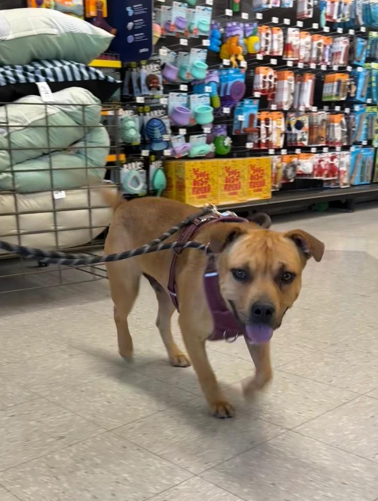 Enlarge Bart 2, a Adoptable Pit Bull Terrier in Fort Lupton, CO image 4/5