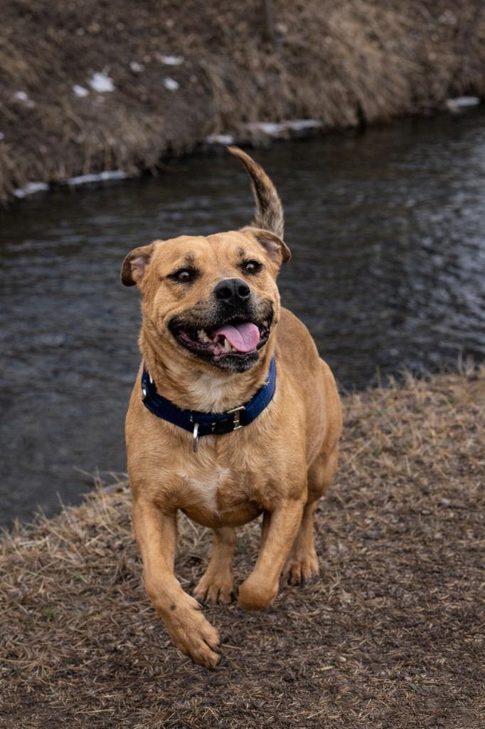 Enlarge Bart 2, a Adoptable Pit Bull Terrier in Fort Lupton, CO image 6/6