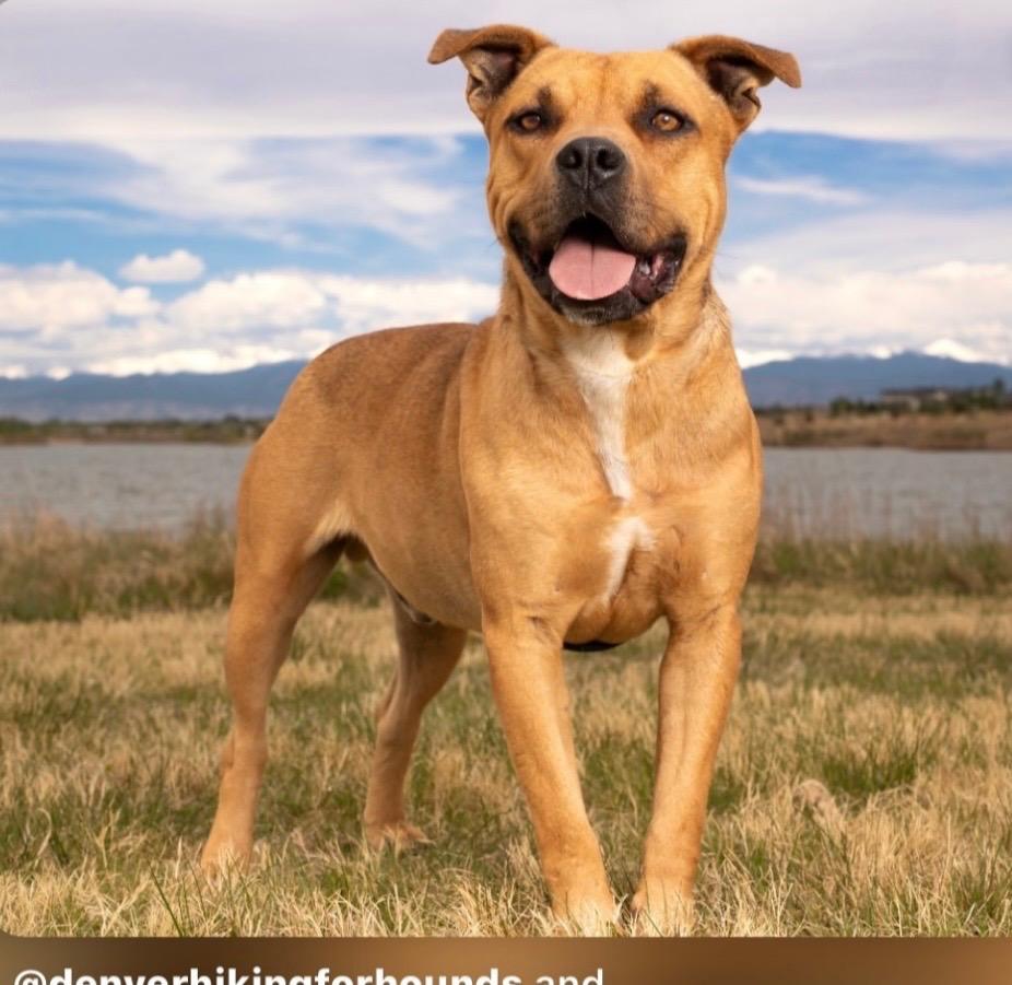 Bart 2, a Adoptable Pit Bull Terrier in Fort Lupton, CO image 6/6
