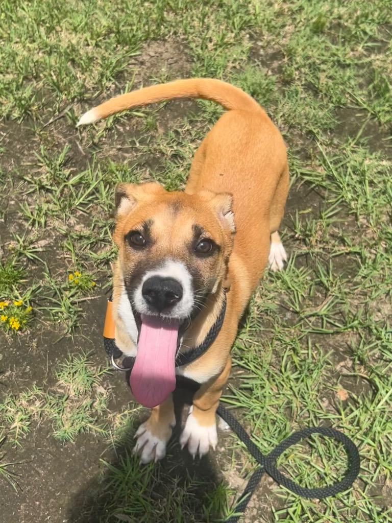 Callie, Adoptable, Puppy Female Shepherd.