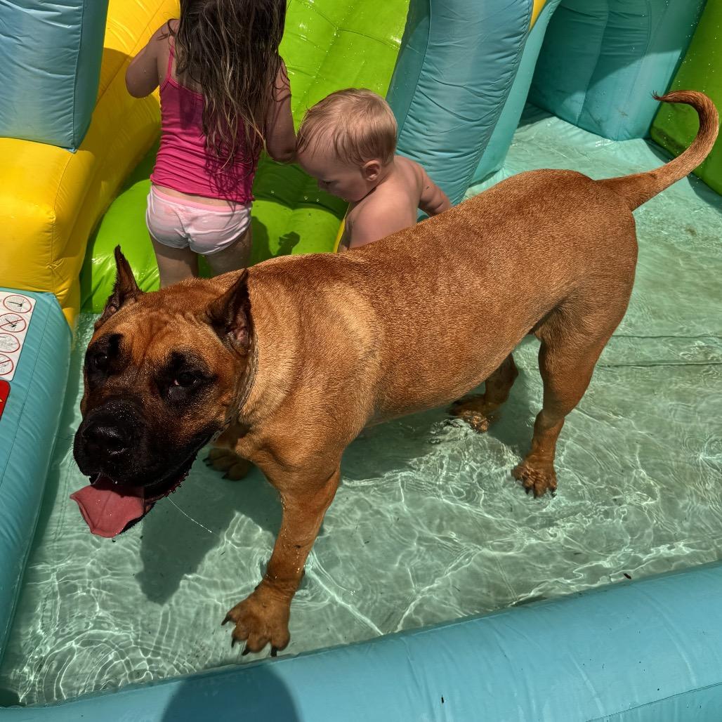 Nala, a Adoptable Presa Canario in manchester, PA image 1/6