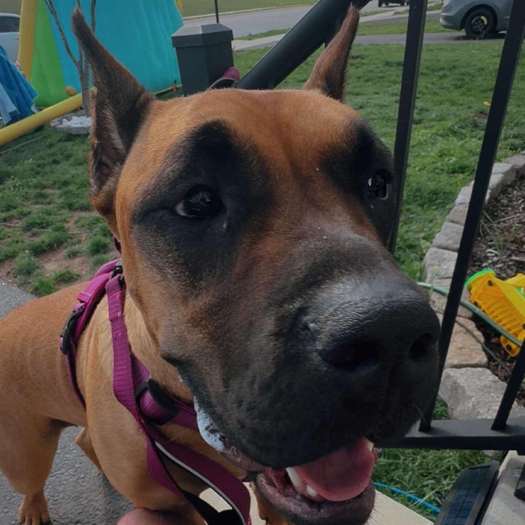 Nala, a Adoptable Presa Canario in manchester, PA image 2/6
