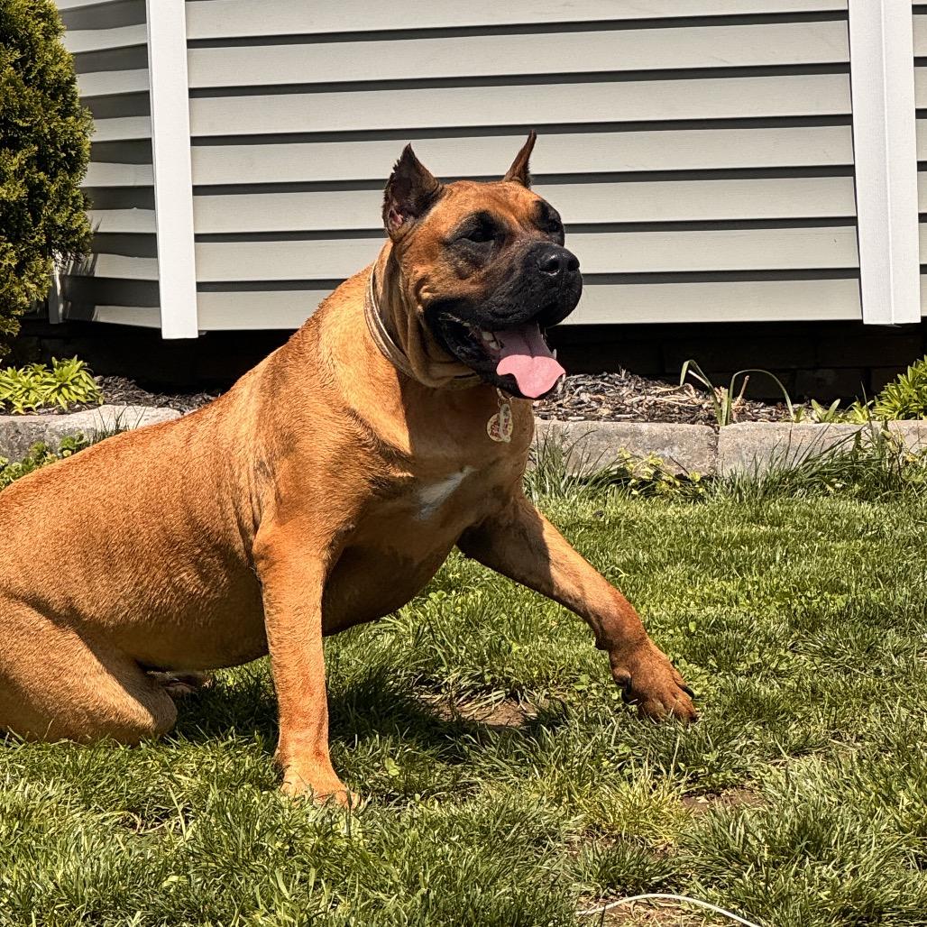Nala, a Adoptable Presa Canario in manchester, PA image 3/6