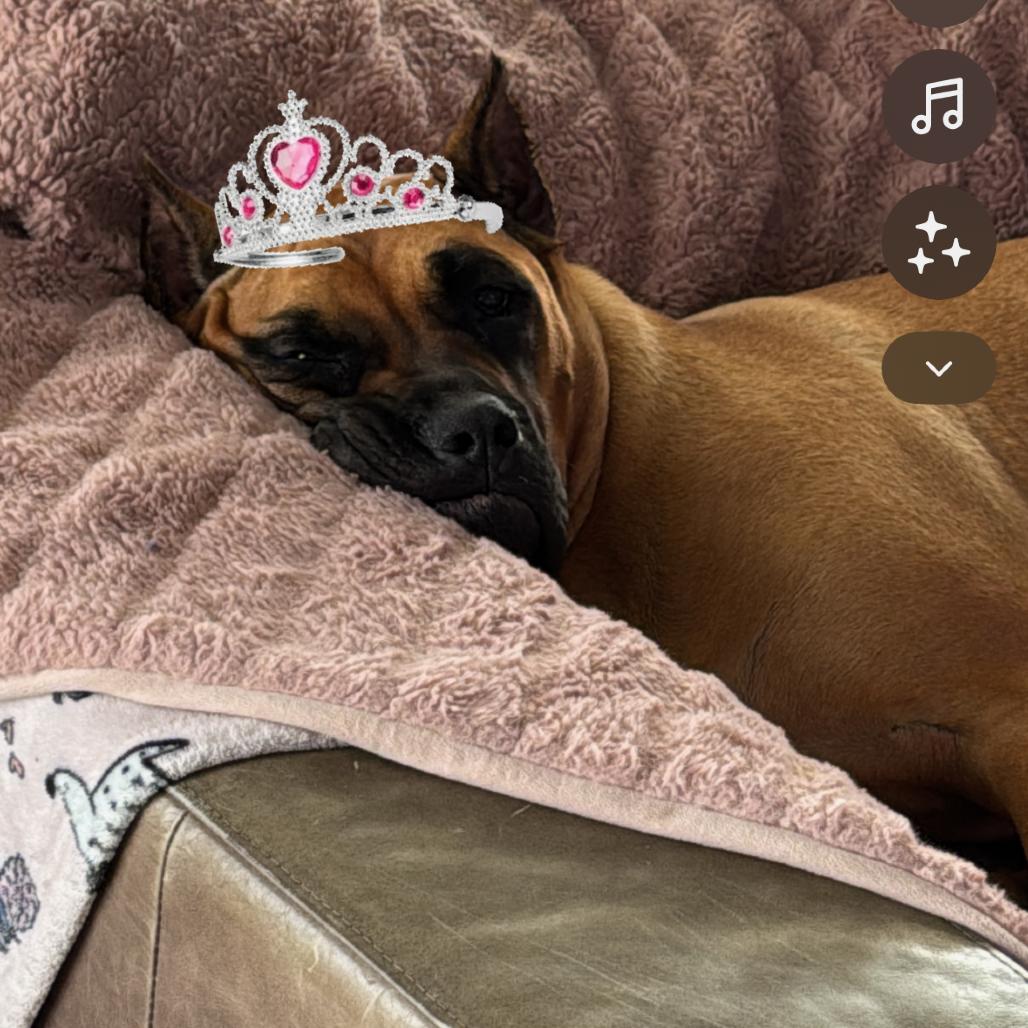 Nala, a Adoptable Presa Canario in manchester, PA image 4/6