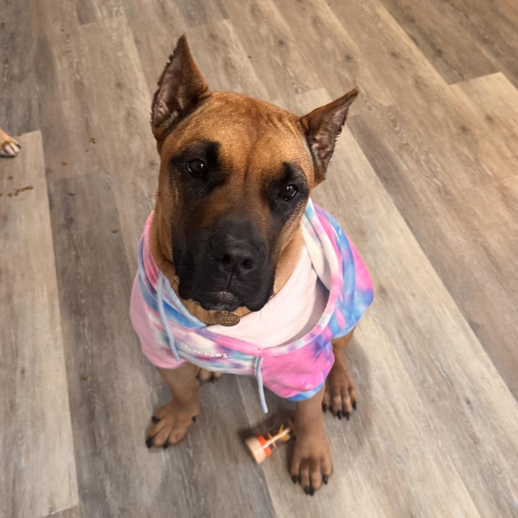Nala, a Adoptable Presa Canario in manchester, PA image 5/6