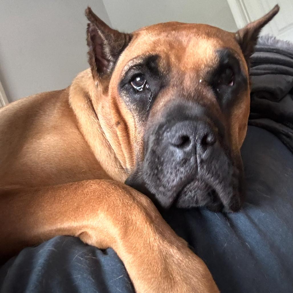 Nala, a Adoptable Presa Canario in manchester, PA image 6/6