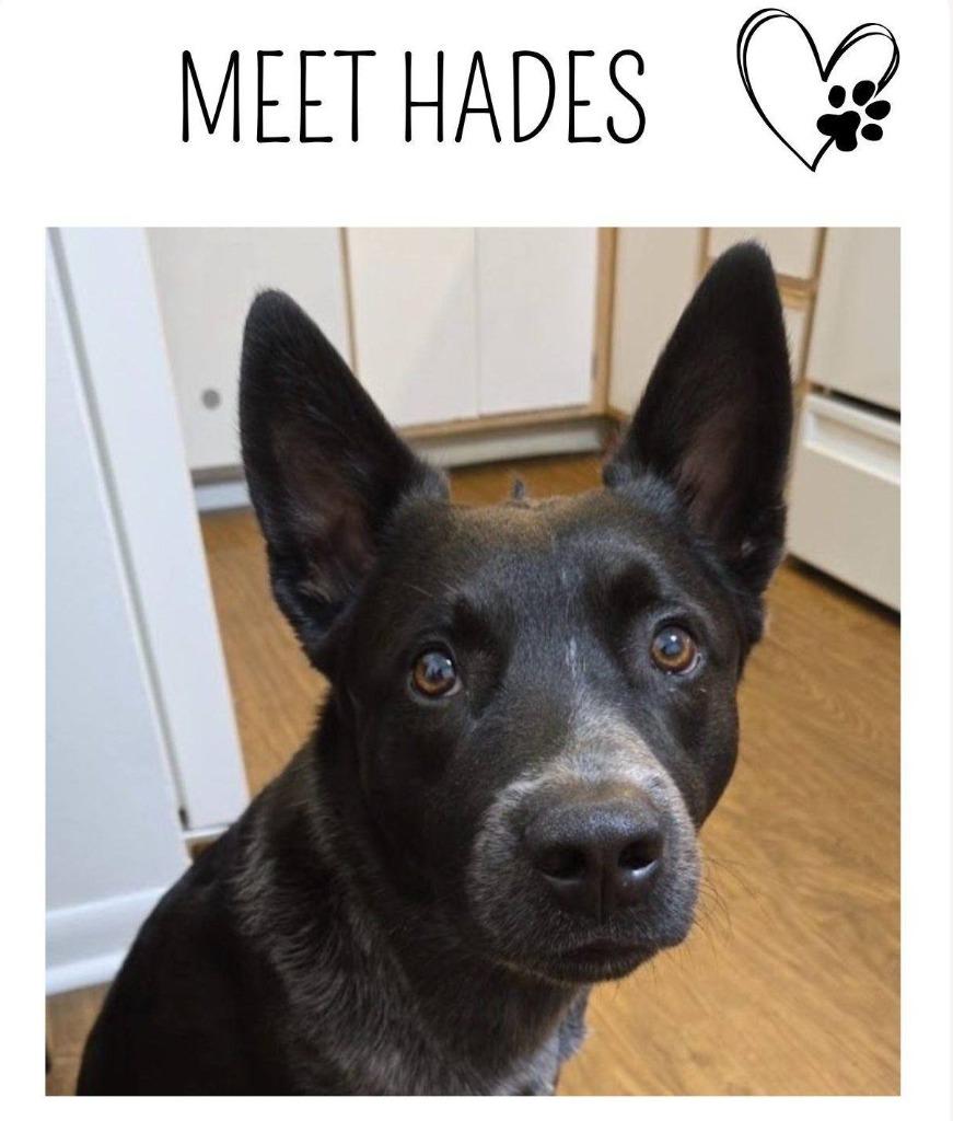 Enlarge HADES, a Adoptable Cattle Dog in Palm City, FL image 1/6