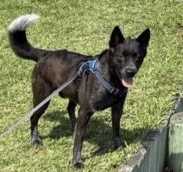 HADES, Adoptable, Adult Male Cattle Dog.