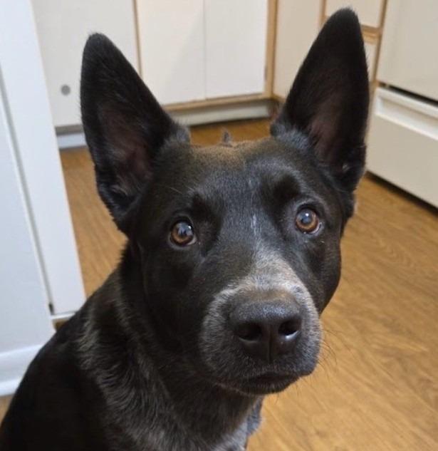 Enlarge HADES, a Adoptable Cattle Dog in Palm City, FL image 3/6