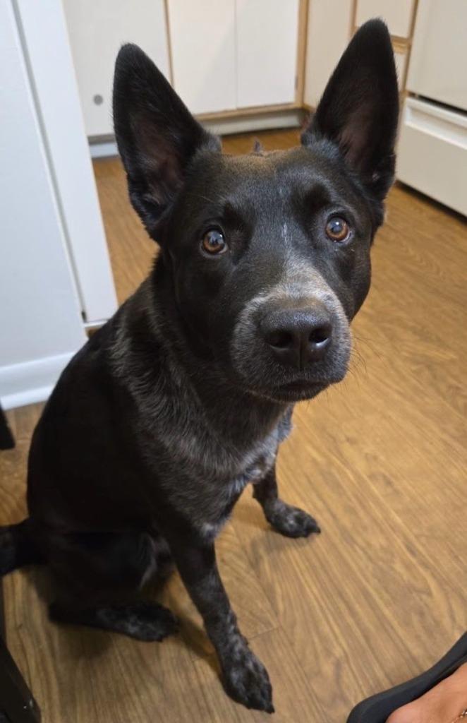 Enlarge HADES, a Adoptable Cattle Dog in Palm City, FL image 4/6