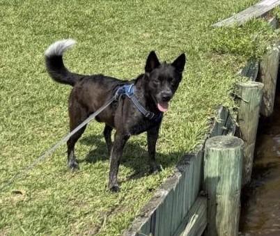 Enlarge HADES, a Adoptable Cattle Dog in Palm City, FL image 5/6