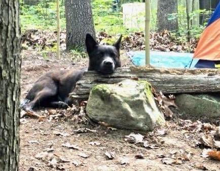 Enlarge HADES, a Adoptable Cattle Dog in Palm City, FL image 6/6