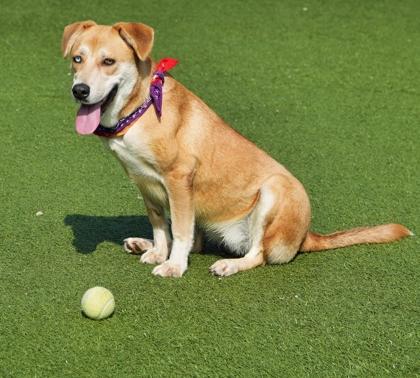 Chloe, a Adoptable mixed breed in North Richland Hills, TX image 1/3