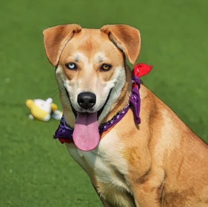 Chloe, a Adoptable mixed breed in North Richland Hills, TX image 2/3