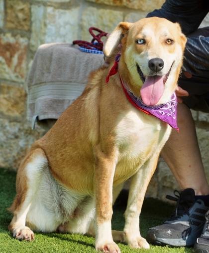 Chloe, a Adoptable mixed breed in North Richland Hills, TX image 3/3