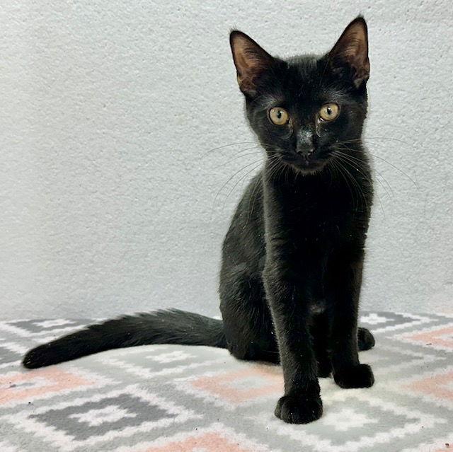 Enlarge Watson, a Adoptable Domestic Short Hair in Winton, NC image 1/3