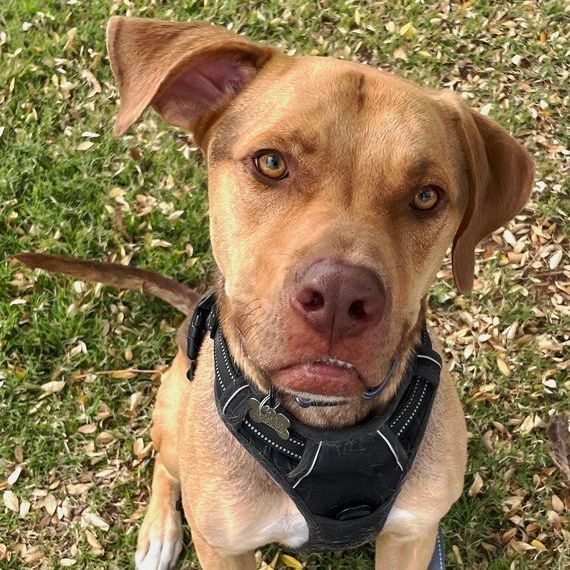 Enlarge Jackson, a Adoptable mixed breed in Oklahoma City, OK image 9/13