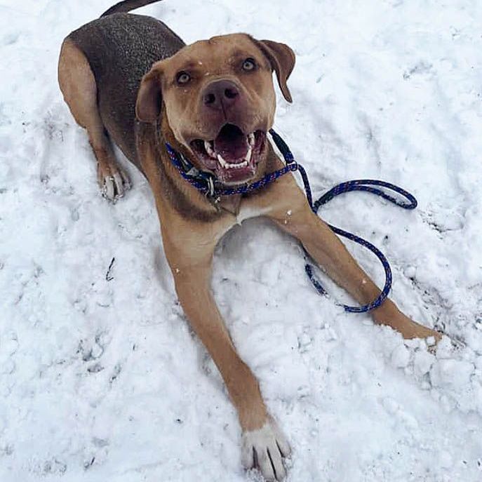 Enlarge Jackson, a Adoptable mixed breed in Oklahoma City, OK image 10/13