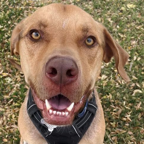 Enlarge Jackson, a Adoptable mixed breed in Oklahoma City, OK image 11/13