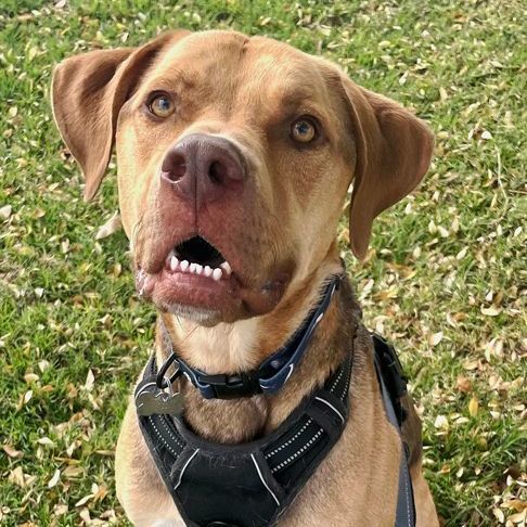 Jackson, a Adoptable mixed breed in Oklahoma City, OK image 1/13