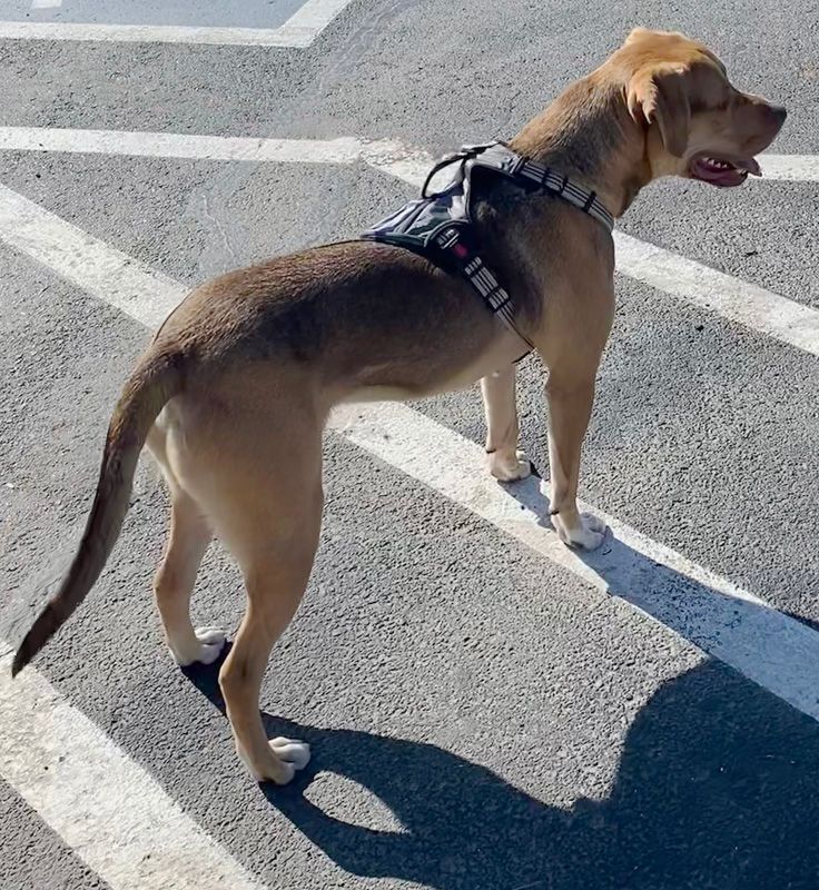 Enlarge Jackson, a Adoptable mixed breed in Oklahoma City, OK image 12/13