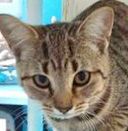 Rehema, a Adoptable mixed breed in Portsmouth, OH image 1/4