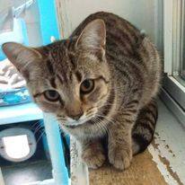 Rehema, a Adoptable mixed breed in Portsmouth, OH image 2/4