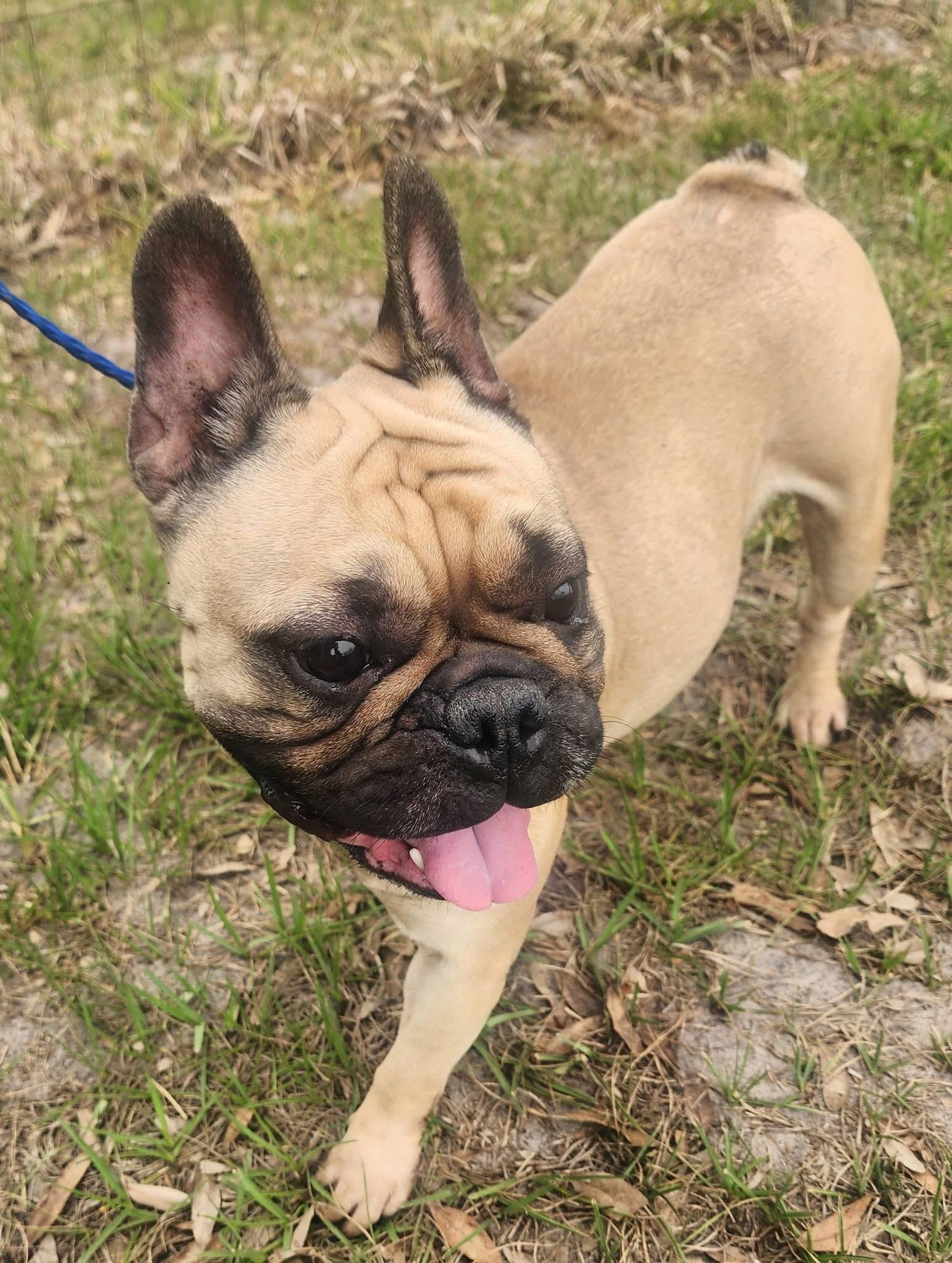 Enlarge Chantilly, a ADOPTABLE French Bulldog in Lorida, FL image 2/4