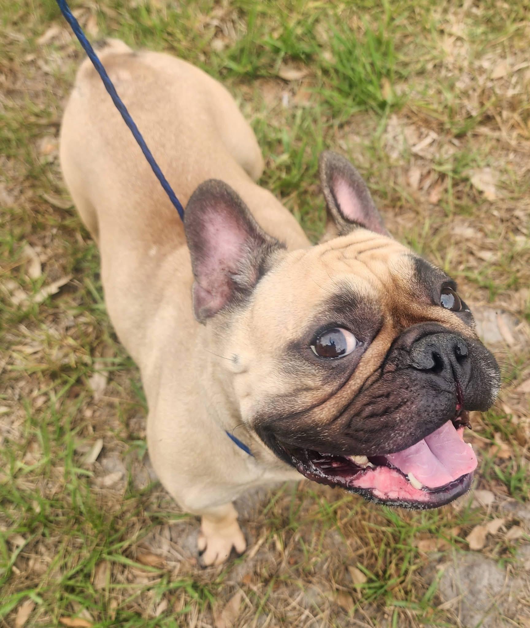 Enlarge Chantilly, a ADOPTABLE French Bulldog in Lorida, FL image 1/4
