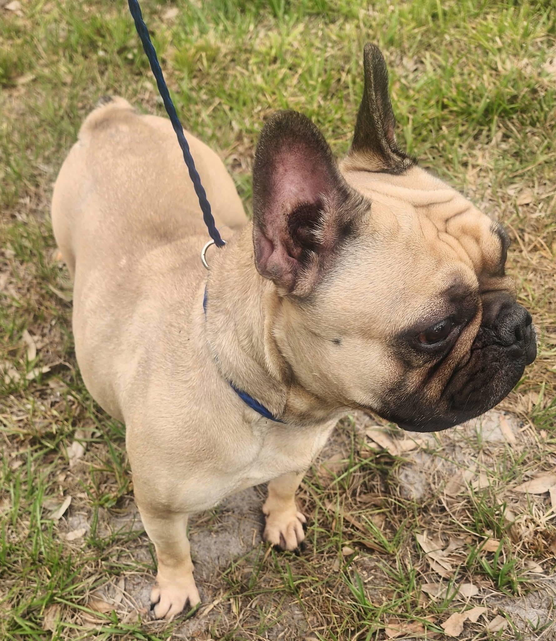 Enlarge Chantilly, a ADOPTABLE French Bulldog in Lorida, FL image 3/4