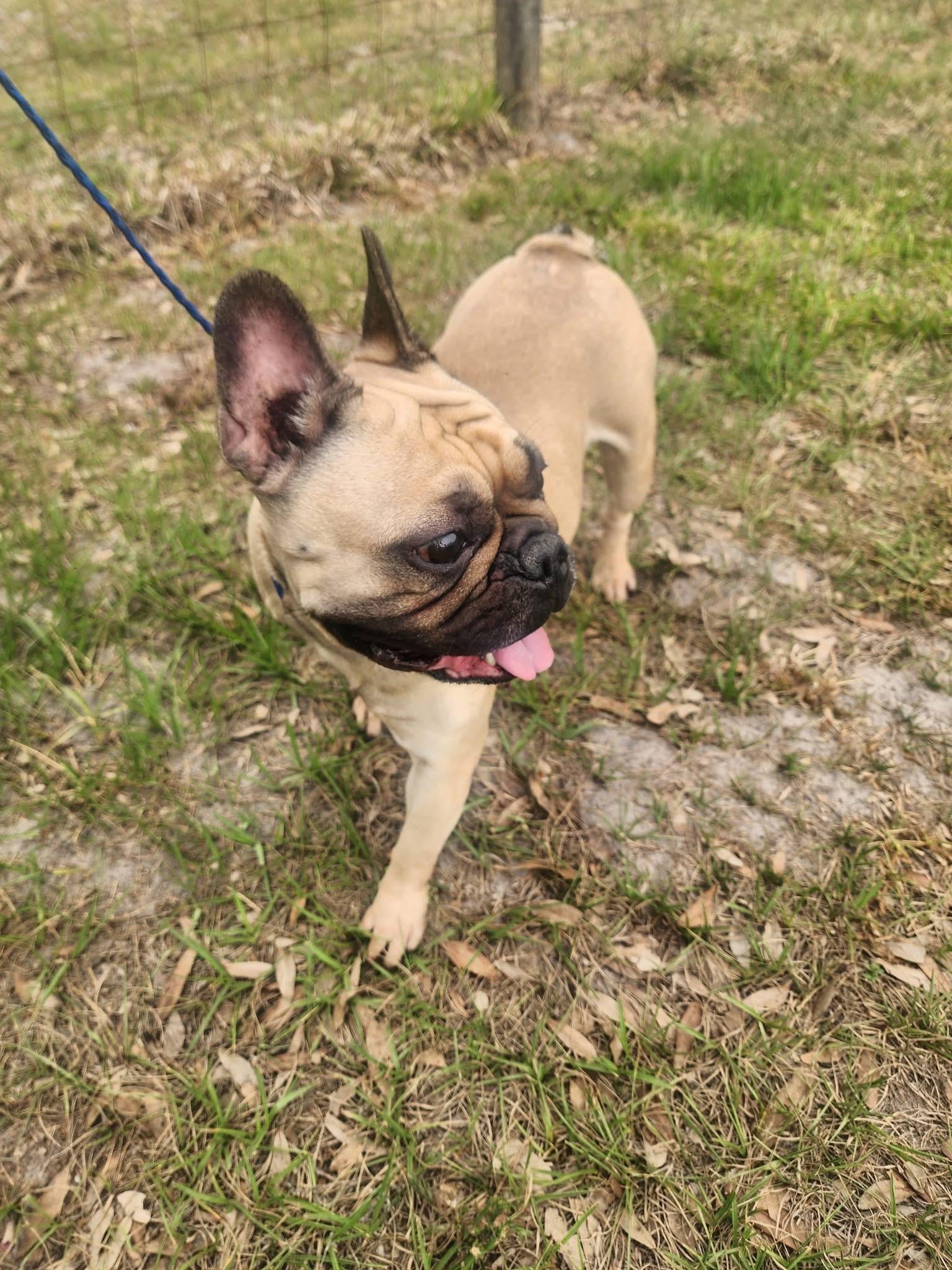 Enlarge Chantilly, a ADOPTABLE French Bulldog in Lorida, FL image 4/4
