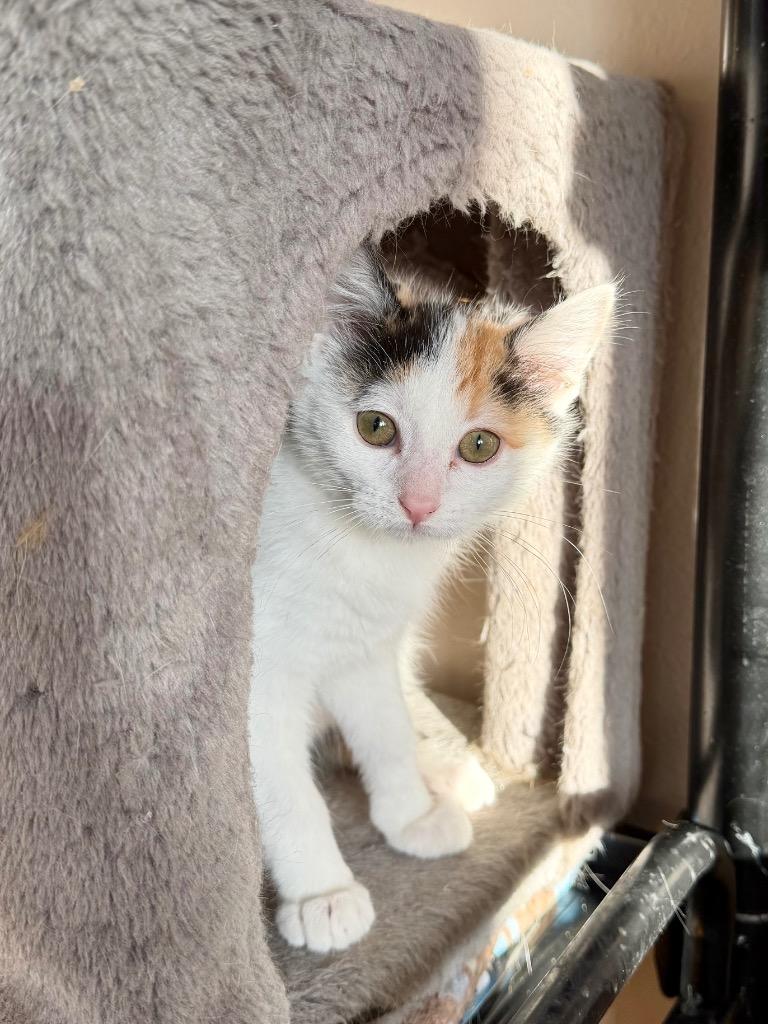 Ellen, a Adoptable Domestic Short Hair in Cloquet, MN image 1/2