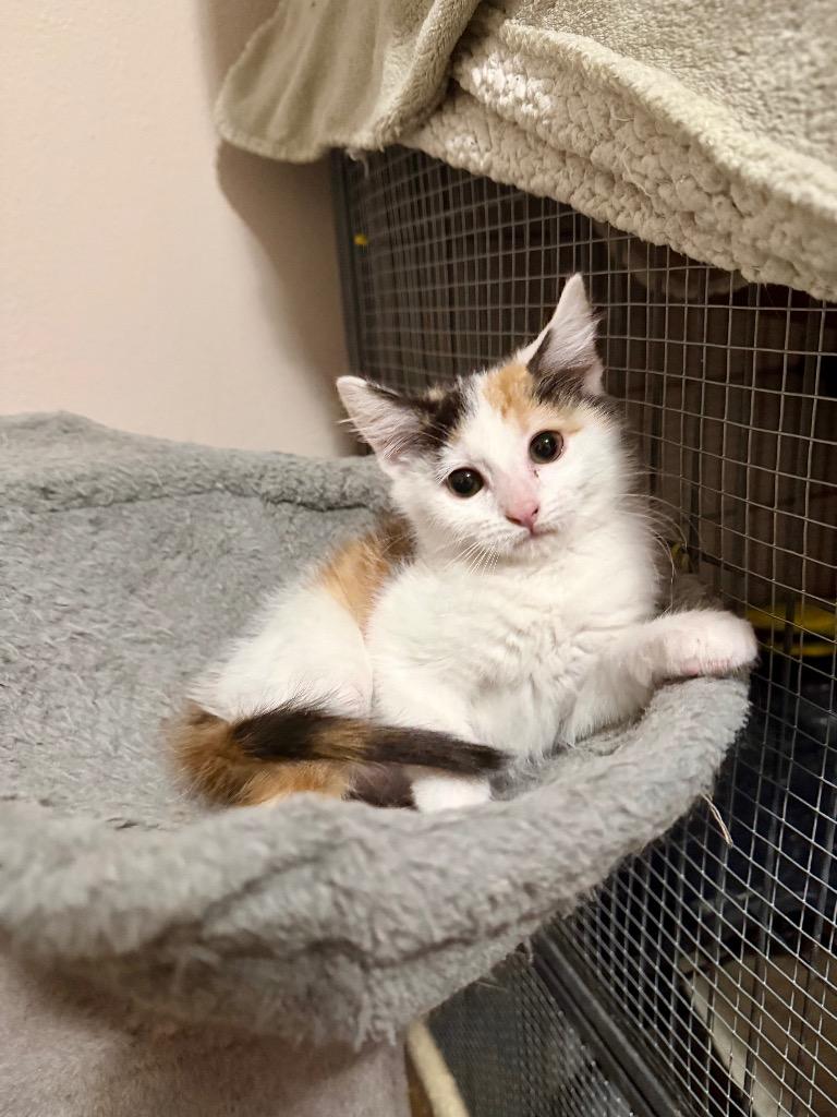 Ellen, a Adoptable Domestic Short Hair in Cloquet, MN image 2/2