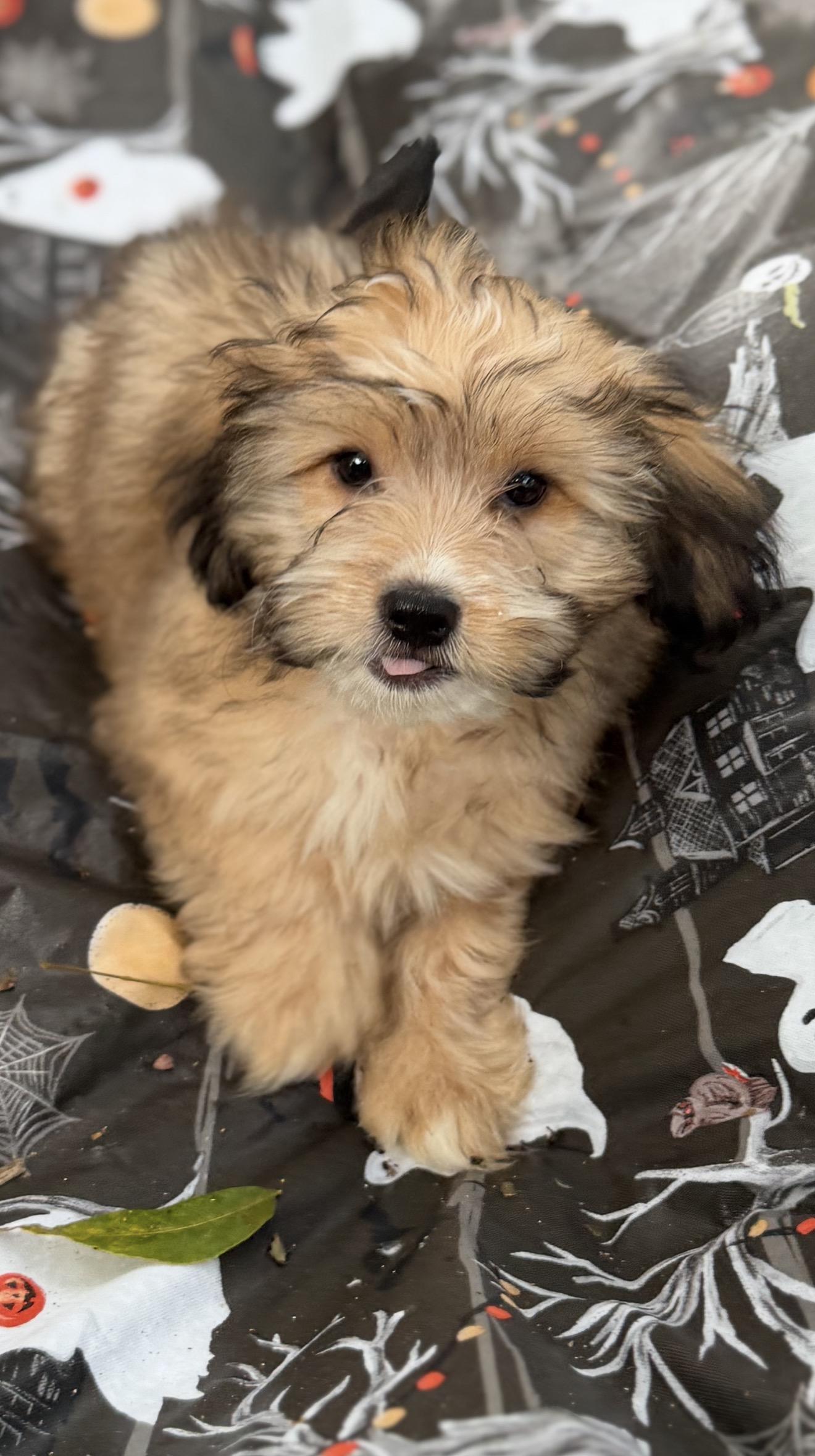 Enlarge Daisy Mae, a Adopted mixed breed in Westerly, RI image 1/4