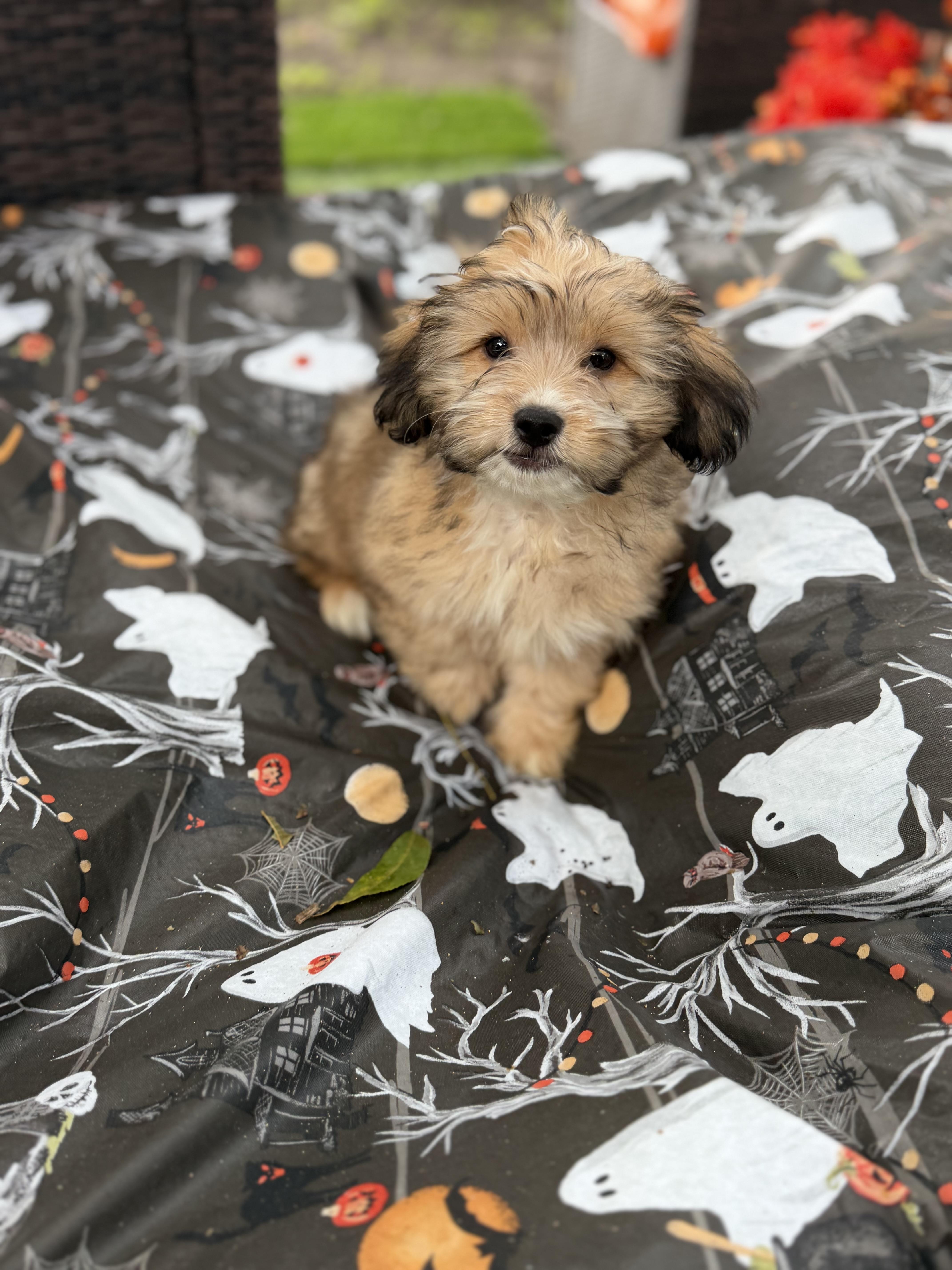 Enlarge Daisy Mae, a Adopted mixed breed in Westerly, RI image 4/4